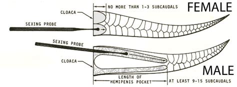 Life is short, but snakes are long: Why do snakes have two penises?