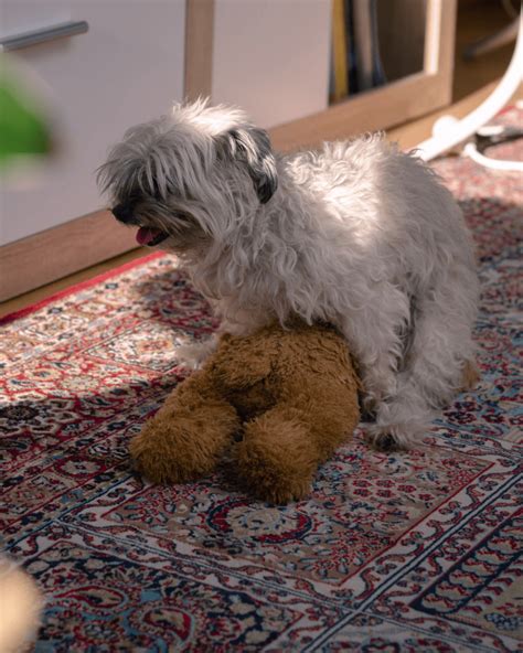 Why Does My Puppy Hump? And How Do I Stop It? - Rebarkable