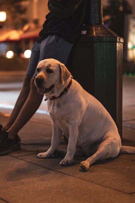 how to help a dog that ate chocolate