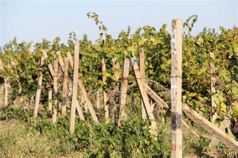 Кортенски лозя | Agri.BG