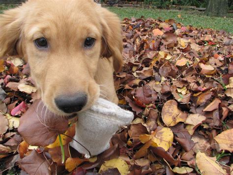 Golden retriever puppy | Golden retriever puppy, Fluffy animals, Golden ...