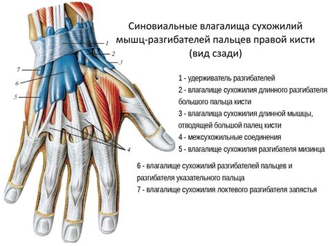 Мышцы верхней конечности - online presentation