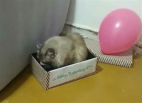 Лучший подарок коту | Пикабу