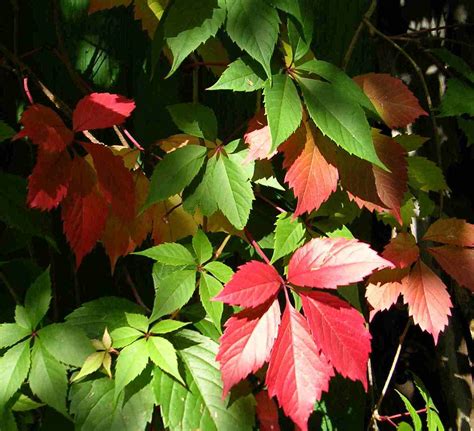 Виноград дівочий Parthenocissus | Ліани | Сад твоєї мрії.