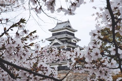 Your Complete Guide to Japan's Cherry Blossom Festival