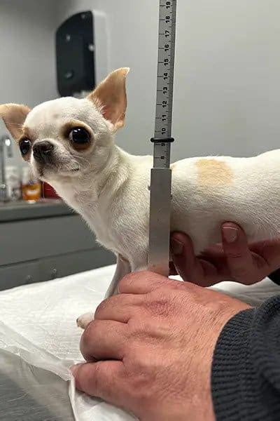 Meet The World’s Shortest Dog Living – KidzNet