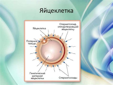 Гаметогенез - презентация онлайн