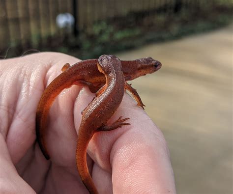 Difference Between Newts And Salamanders