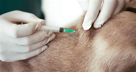 Vaccinatie hond, kat en konijn; Hoe werkt het? - Pets Place
