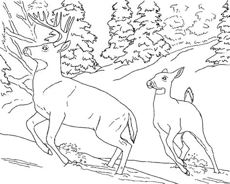 deer buck coloring pages  getdrawings