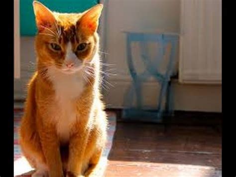 Smoke vs Chausie - Breed Comparison | MyCatBreeds