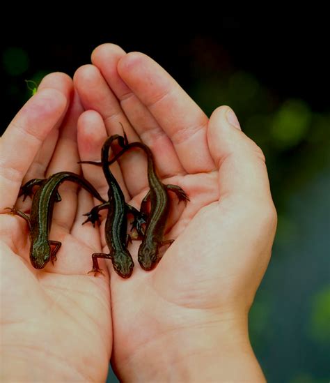 Human limb regeneration is not impossible because of salamander connection