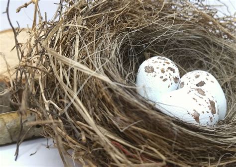 Wooden Chipping Sparrow Eggs for Science Education Natural - Etsy