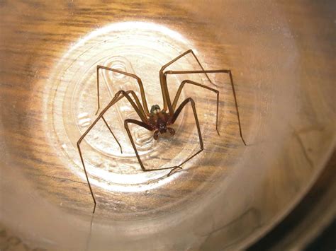 Brown Recluse Wallpapers - Wallpaper Cave