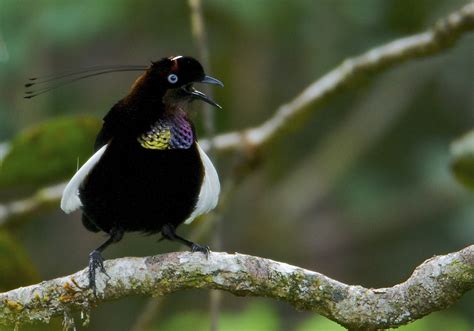 National Geographic Wallpaper Birds | New hd wallon