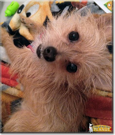 Cairn Terrier Mix Puppy