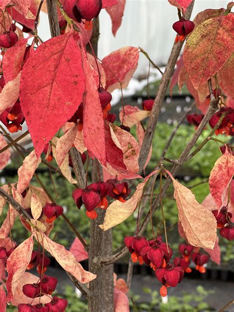 Euonymus planipes | Shop Well Established Euonymus | Proctors Nursery