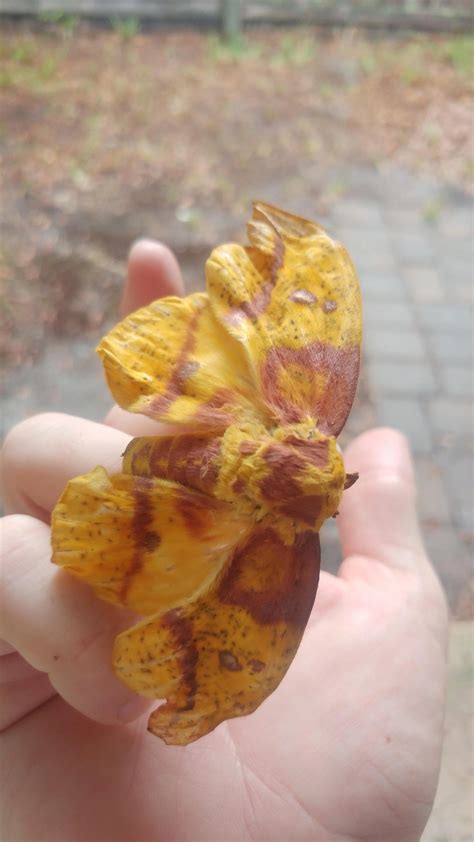 Imperial moth | Scrolller