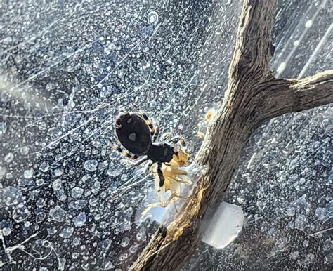 i gave my adolescent a cricket about the same size as her and she has