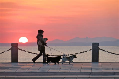 A Dog Attack Worries Pet Owners in China | The World of Chinese