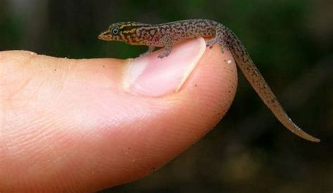 10 amazing micro animals you wont believe actually exist | Cute small ...