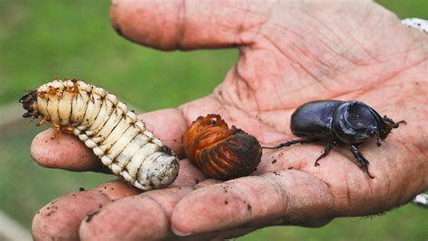 Continuing fight against invasive species: Letter