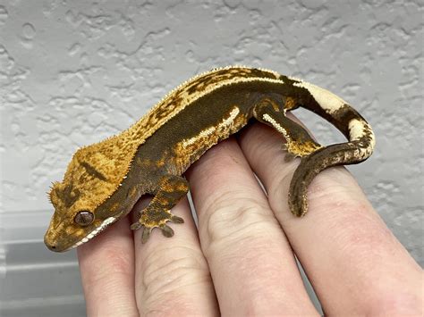 how to gecko shaking fast 5