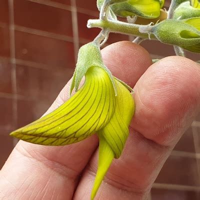 Succulents Seeds, Amazing Colors, Gift Idea, Fun and Easy to Grow, Fast ...
