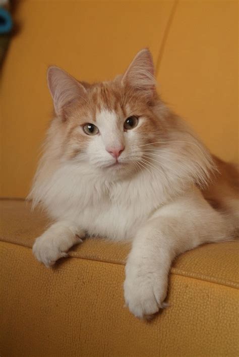 Cat Norwegian Forest - Free photo on Pixabay - Pixabay