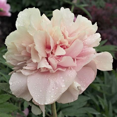 'TRIPHENA PARKIN' Peony (Paeonia x lactiflora 'triphena parkin ...