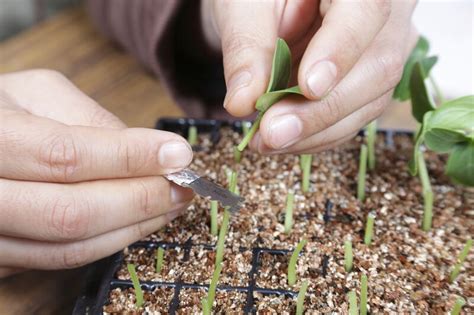 Takii Seed | Vegetables (EMEA) on LinkedIn: 🔦 IN THE SPOTLIGHT ...