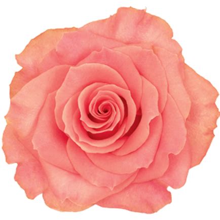 Ecuadorian Roses – Cali Wholesale Flowers
