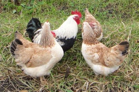 Description and productivity of chickens of the Zagorsk salmon breed ...