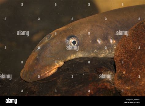 lamprey  res stock photography  images alamy
