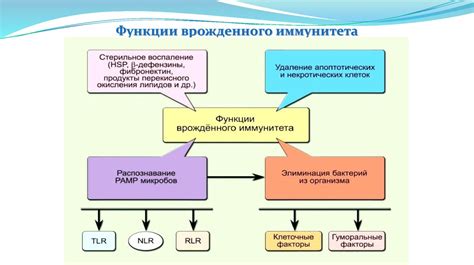 Функции врожденного иммунитета - online presentation