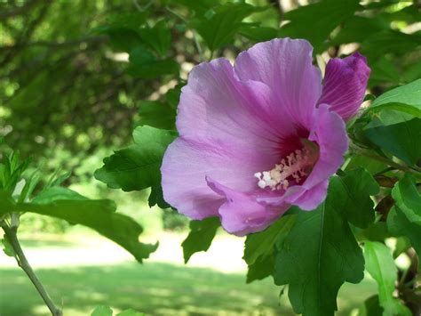 Can Rose Of Sharon Grow In Part Shade at Kelli Johnson blog