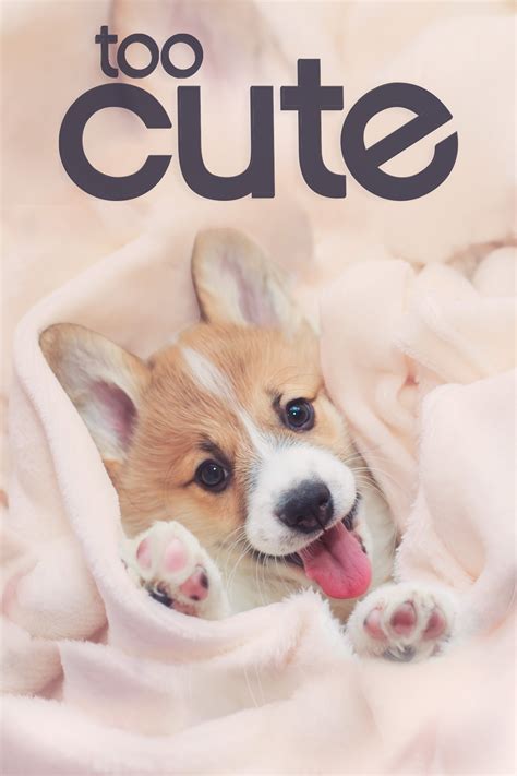 Watch Too Cute! - S2:E4 Spotted, Pampered Pups (2012) Online | Free