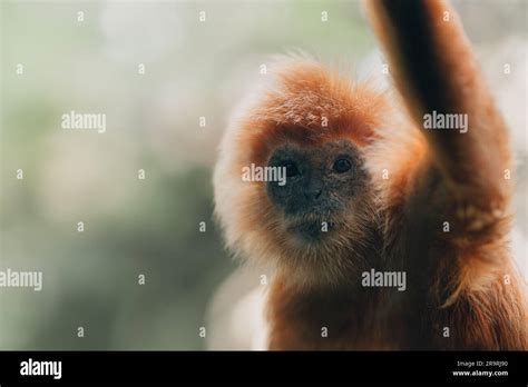 Close up shot of golden langur monkey species. Endangered monkey photo in zoo, cute fluffy ape ...