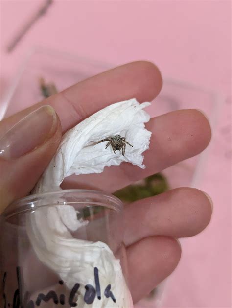 Sharing is caring. My new Stegodyphus dumicola velvet spiders, sharing