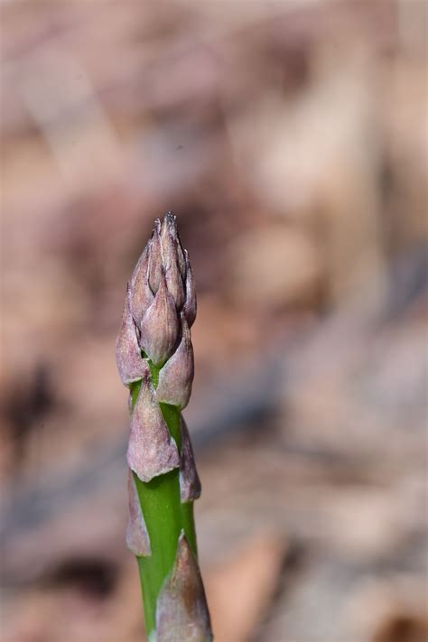 Edible PERENNIAL Gardening: An Introduction – Candice Cullen Holistic