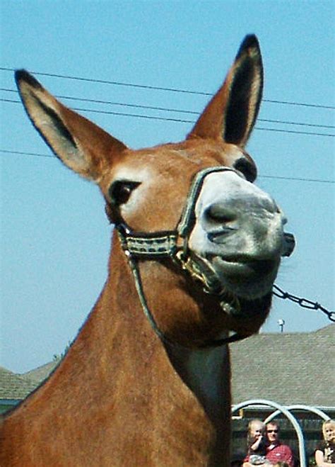 Belgian Draft Mule