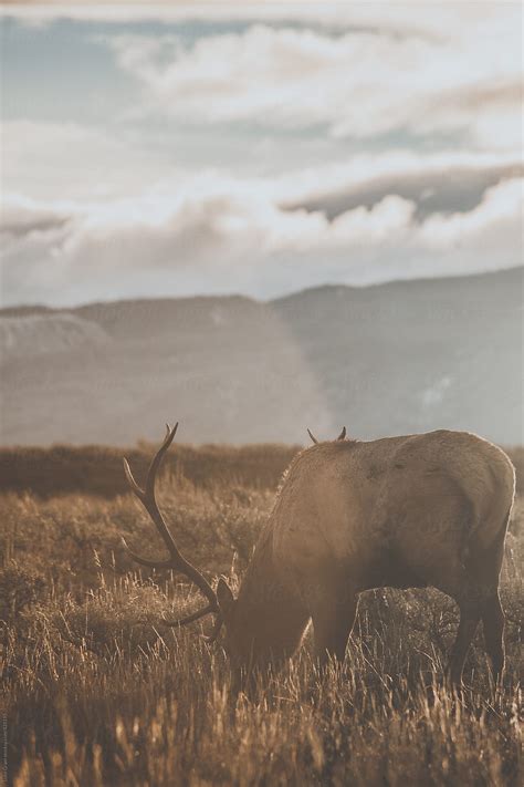 «Road Trip Through Yellowstone National Park And Grand Teton National