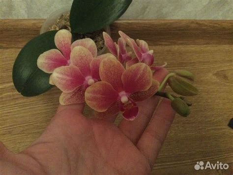 Орхидея фаленопсис Колибри купить в Красноярске | Товары для дома и ...