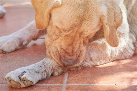 Folliculitis In Dogs: Possible Causes, Symptoms & Treatments
