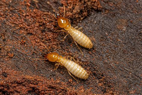 How to Handle a Termite Infestation | Termite Control
