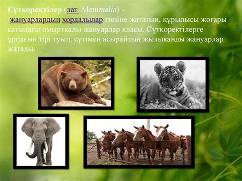 Тірі табиғат. Жануарлар - презентация онлайн