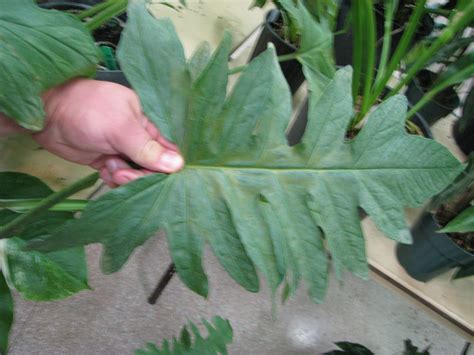 Syngonium steyermarkii – Brian's Botanicals