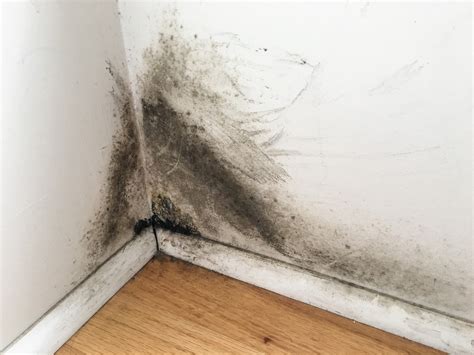 Symptoms of Mold Exposure: In House and More