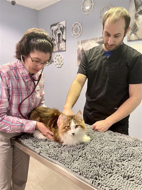 Emergency Veterinary - Central West End Veterinary Hospital