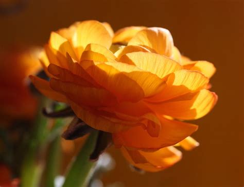 4096 Flowers Wallpapers - Immerse in Nature's Beauty
